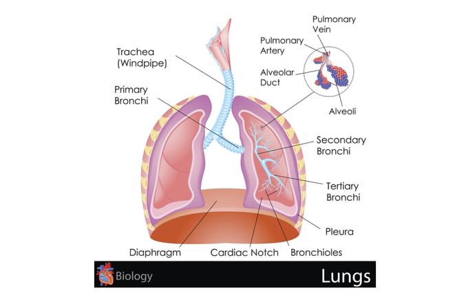 Płuca – budowa, funkcje, choroby