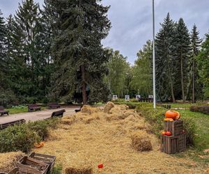 Ktoś zniszczył wystawę z dyni w Powsinie