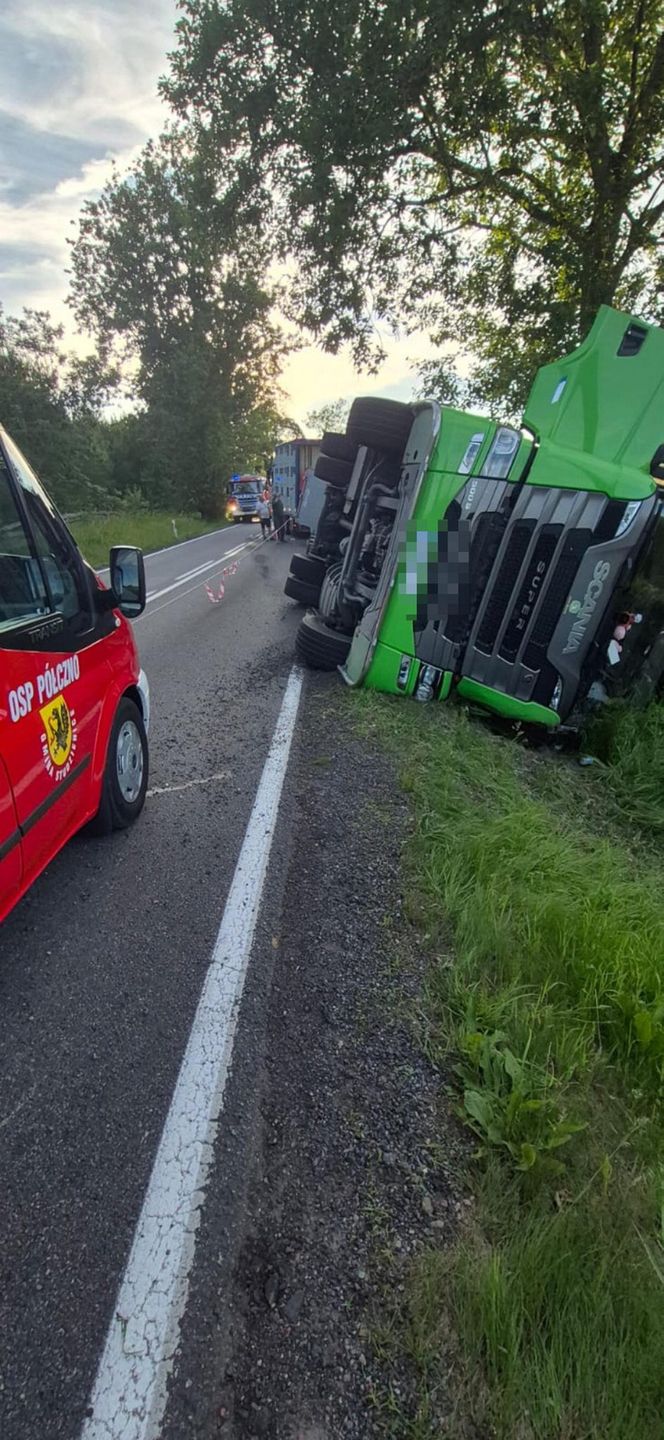 170 świń na drodze. To efekt wypadku drogowego pod Bytowem [ZDJĘCIA]