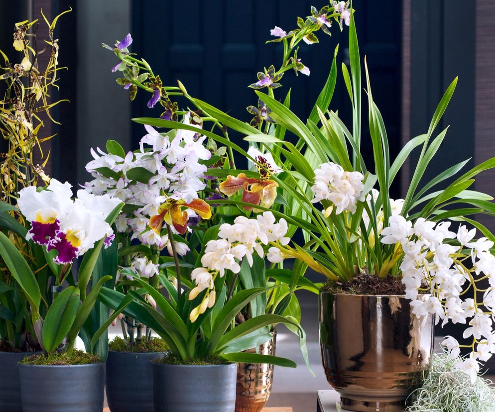 Storczyki do uprawy w domu