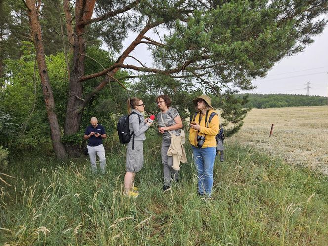 Akcja na polu, gdzie znaleziono Wampirkę z Pnia. Młodzi chodzili z detektorami, niedługo wracają tam archeolodzy