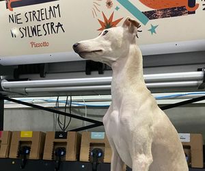 Wszyscy szukają Heńka! Za pomoc wyznaczono nagrodę. Żeby nikomu nie opłaco się go przetrzymywać