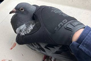 Policjanci o gołębich sercach