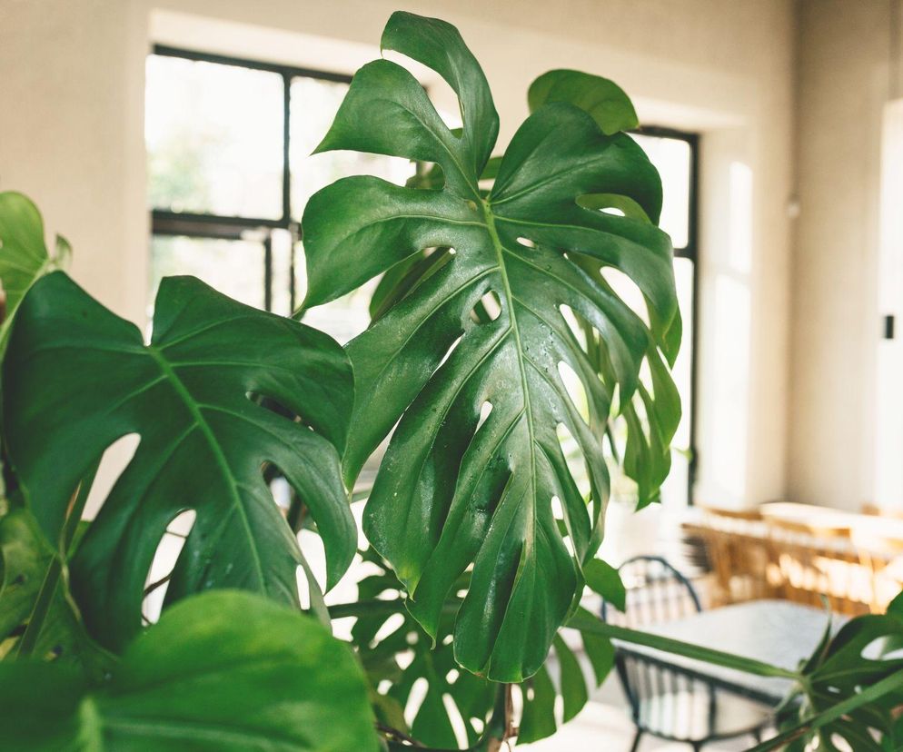 Jak pielęgnować monsterę, aby pięknie rosła?