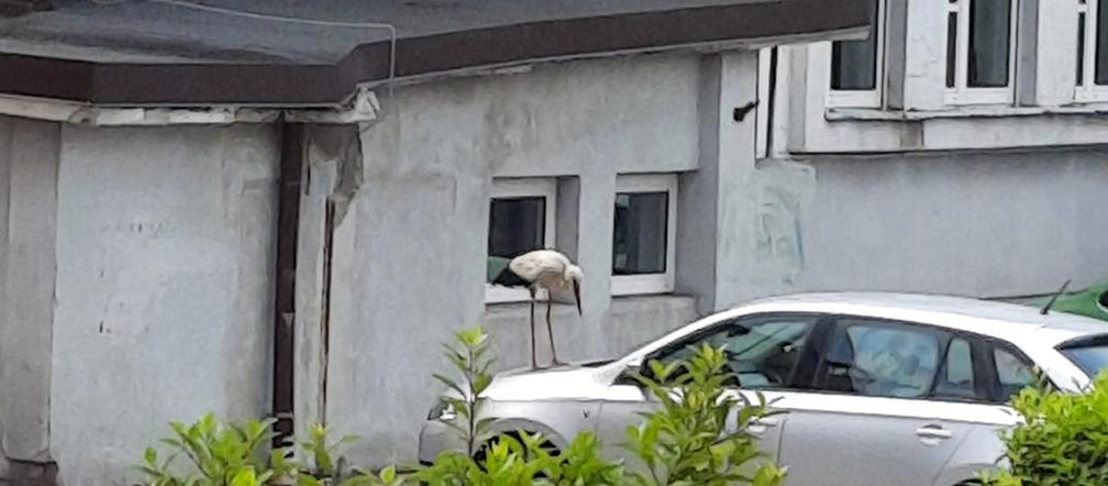 Bocian bandyta gnębi urzędników