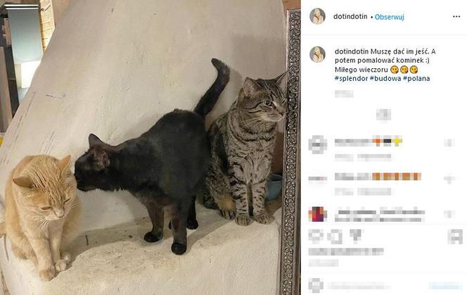 Mają kota na punkcie kota