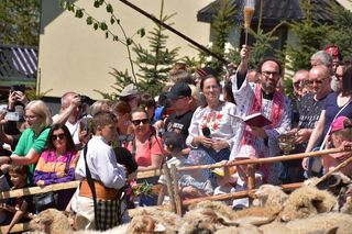 Mieszanie owiec w Koniakowie odbywa się każdego roku na wiosnę