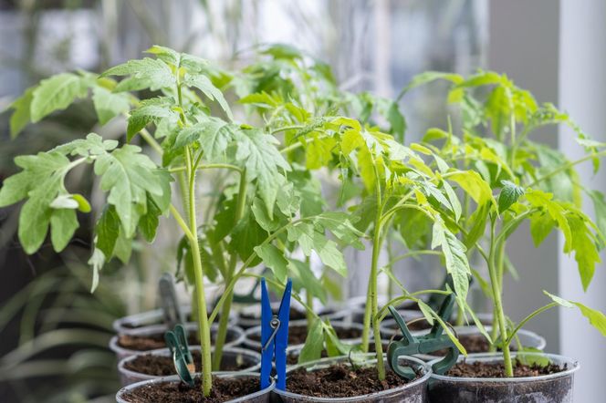 Rozpuść 1/4 kostki w wodzie i podlej sadzonki pomidorów. Zadziała na nie jak aktywator wzrostu. Domowy nawóz do sadzonek pomidorów na grube łodygi