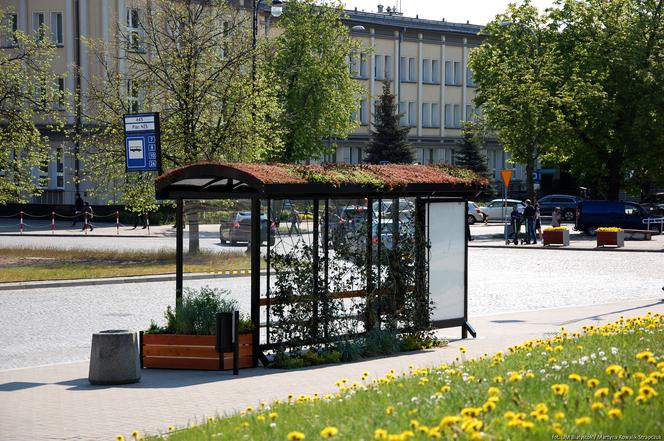 Zielone przystanki w Białymstoku nagrodzone w plebiscycie Polska Architektura XXL 2019