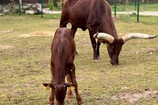 Szalone Małpki nagrywały teledysk w ZOO Leśne Zacisze pod Kielcami