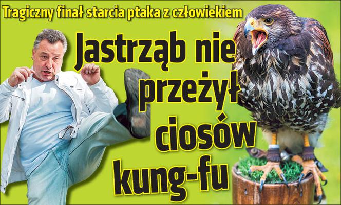 Jastrząb nie przeżył ciosów kung-fu