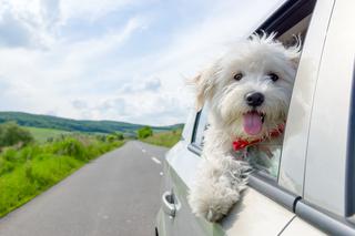 Podróż z psem: co zrobić, by wyprawa samochodowa z czworonogiem przebiegła spokojnie?