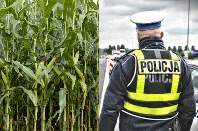 Szklarnia: Wybiegł z auta na pole kukurydzy. 34-latek był poszukiwany