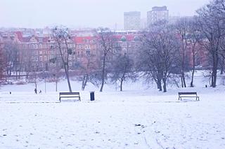 Oszronione drzewa w Szczecinie