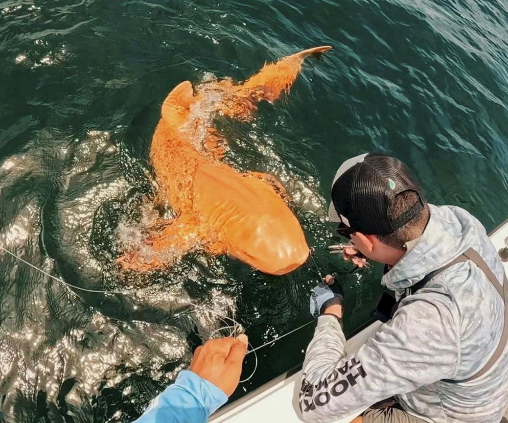Rybacy w szoku! Wyłowili pomarańczowego dwumetrowego rekina. Boże, co to jest?!