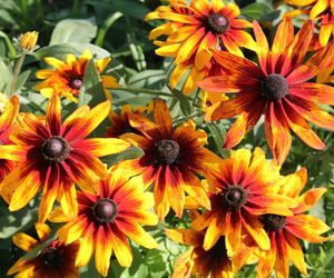 Rudbekia dwubarwna - Rudbeckia hirta