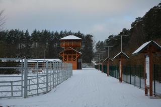 Pokazowa Zagroda Żubrów w Krajewie już otwarta. Nowa atrakcja przyciągnie tłumy turystów! [ZDJĘCIA]