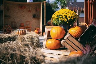 Wioska dyniowa w Brennej