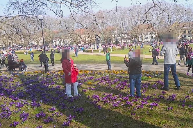 Niszczenie krokusów na Jasnych Błoniach