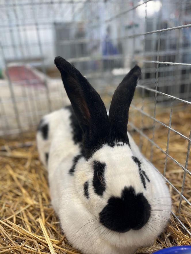 Wystawa i Targi Zoologiczne ZOOPark w Lublinie. Do zobaczenia było wiele pięknych zwierząt