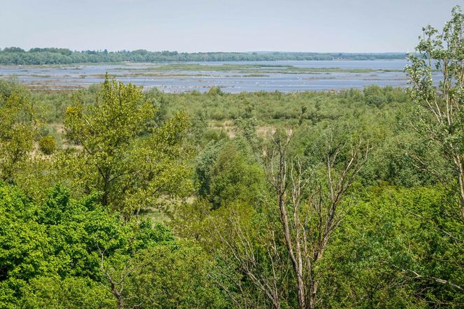 Ptasi raj niedaleko Łodzi. Rezerwat Jeziorsko to jedna z najbardziej niedocenianych atrakcji w regionie