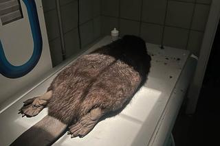 Bóbr Leo trafił do Fundacji Ada ze złamaną nogą [GALERIA]