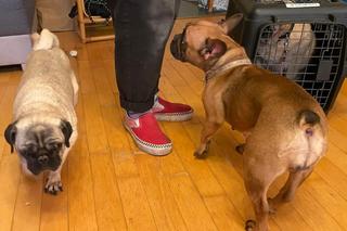 Psy uwięzione w mieszkaniu