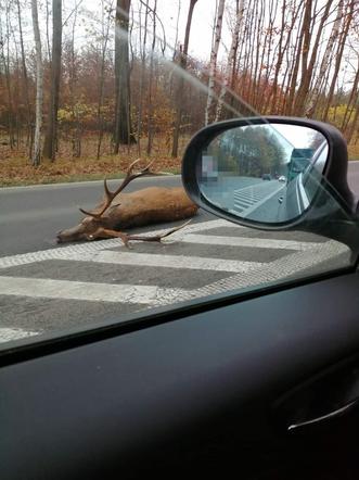 Przepiękny jeleń zginął w Rybniku. Został śmiertelnie potrącony na drodze