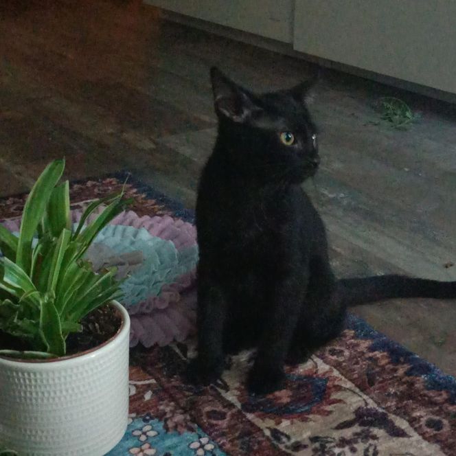 Tramwajowe koty szukają domu. "Fabryka Mruczenia", mały Duńczyk i spółka polecają się do adopcji.