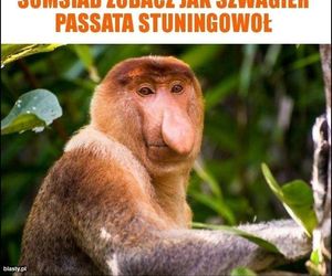 Memy na Dzień Szwagra 