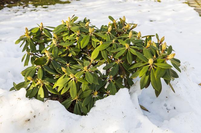 Rododendron przed zimą