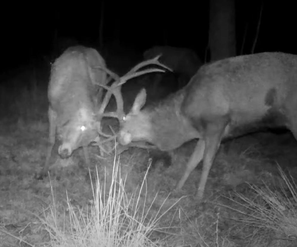 Pojedynek jeleni w lesie pod Częstochową