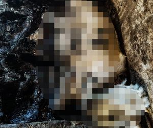 Horror koło Ostródy. Zwierzęta konały bez światła, wody i jedzenia