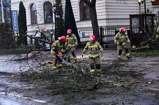 Połamane drzewa w Szczecinie