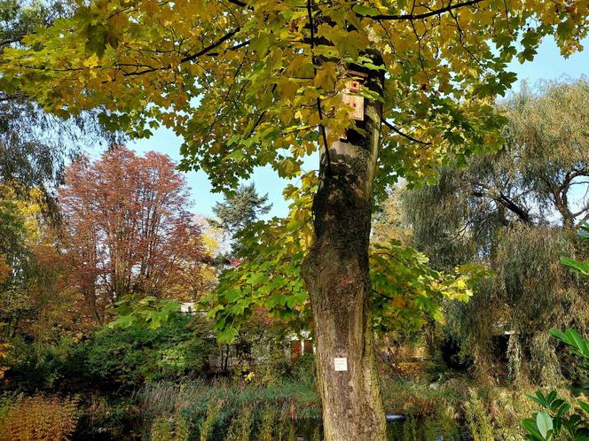 Chodźcie z nami na spacer po Ogrodzie Botanicznym UKW w Bydgoszczy. To ostatnia szansa!