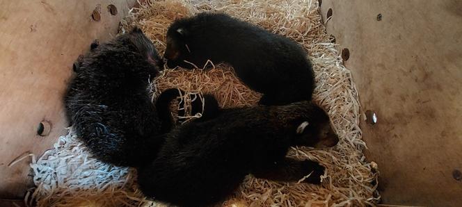 Baby book w łódzim ZOO. Poznajcie nowych, wyjątkowych lokatorów [ZDJĘCIA] 