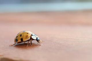Inwazja azjatyckich biedronek w Polsce. Tak wyglądają i mogą być groźne!