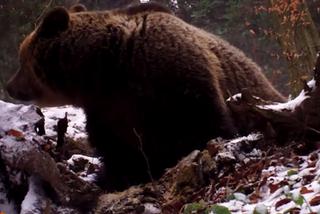 Niedźwiedź w Bieszczadach używa nietypowych perfum. To wideo jest hitem [WIDEO]