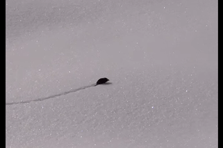 Maleńki ssak sprintem biegnie po śniegu. Ale zasuwa! Nagranie to hit w sieci! [WIDEO]