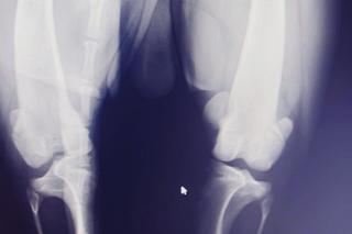 Borys ofiarą pseudohodowli 