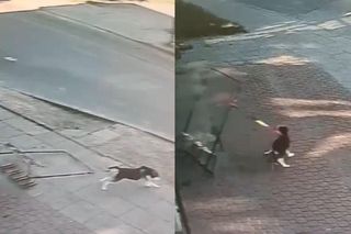 Stojak na rowery wystraszył psa. Poruszające nagranie z Gdańska trafiło do sieci