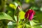 Skuteczne sposoby na zwalczanie mszyc na różach