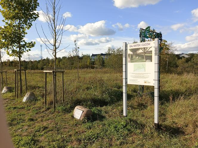 Gaj Matek i Ojców w Gdańsku zaniedbany. Miał być symboliczny park, są uschnięte drzewa i wysoka trawa