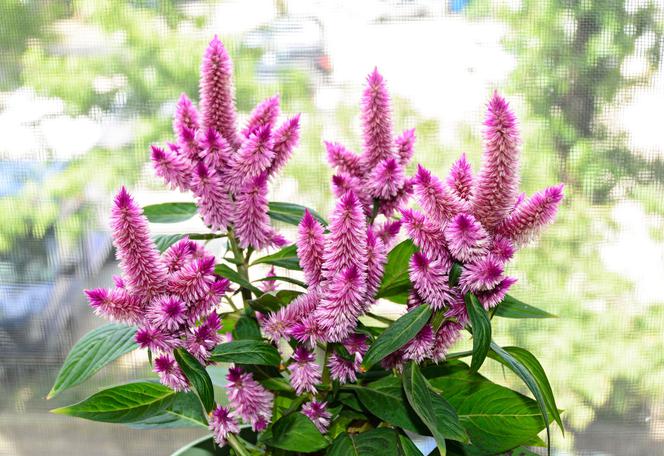 Celozja kłosowa - Celosia spicata