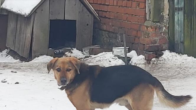 Dzięki grupie fejsbukowej udało się uratować psa. Wolontariusze zabrali wygłodzonego i wyziębionego czworonoga z gospodarstwa w Wilkowicach