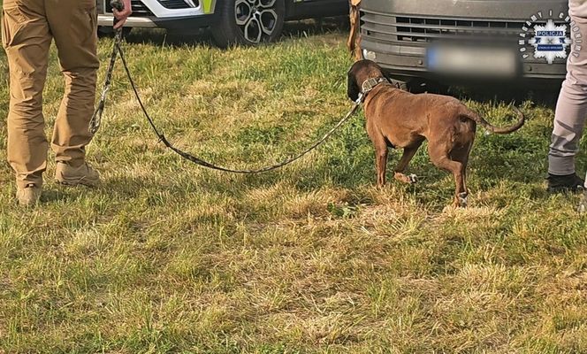Zaginiona dziewczynka z Dziewkowic odnaleziona. Policja zatrzymała mężczyznę