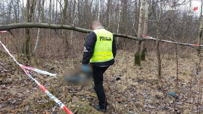 Zabrze: W biskupickim lesie znaleziono zwłoki mężczyzny! To najprawdopodobniej zaginiony Andrzej R. [ZDJĘCIA]