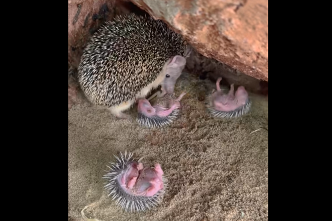 Te małe jeżyki to najsłodsze zwierzęta na świecie! Na świat przyszły w ZOO Wrocław