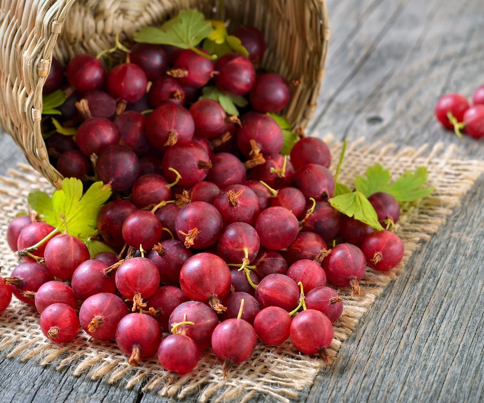 Owoce agrestu mają postać kulistych lub owalnych jagód i - w zależności od odmiany - mogą być białawe, żółte, czerwone lub zielone. Ich skórka może być gładka lub pokryta miękkimi włoskami.