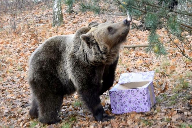 Zwierzęta z poznańskiego ZOO świętują Boże Narodzenie! Dostały prezenty… [WIDEO]